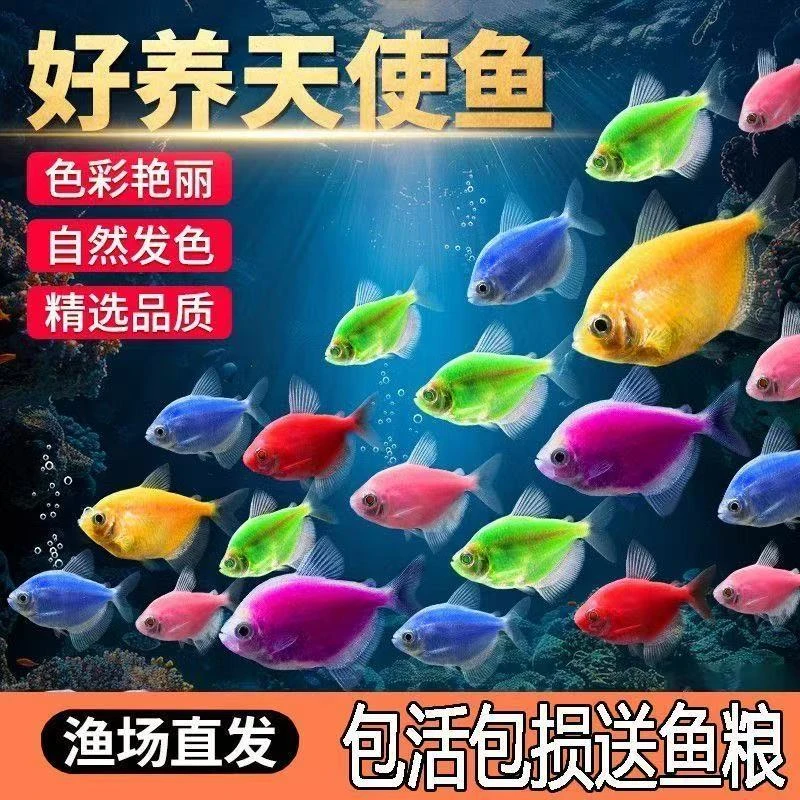七彩天使鱼小型热带观赏鱼颜色丰富群游好养适合新手鱼鱼五颜六色