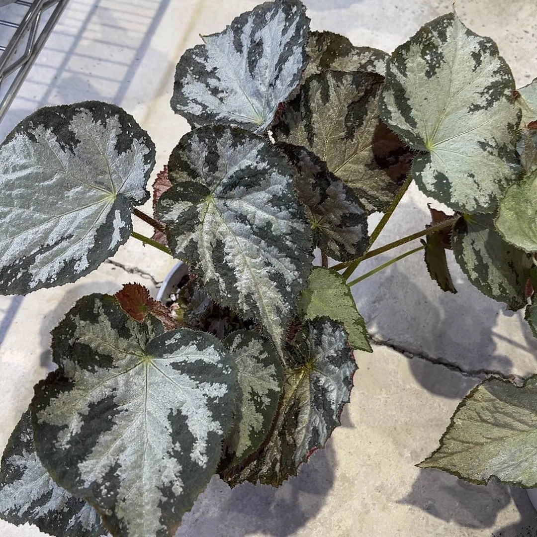 完全开放变异博西先生蟆叶秋海棠