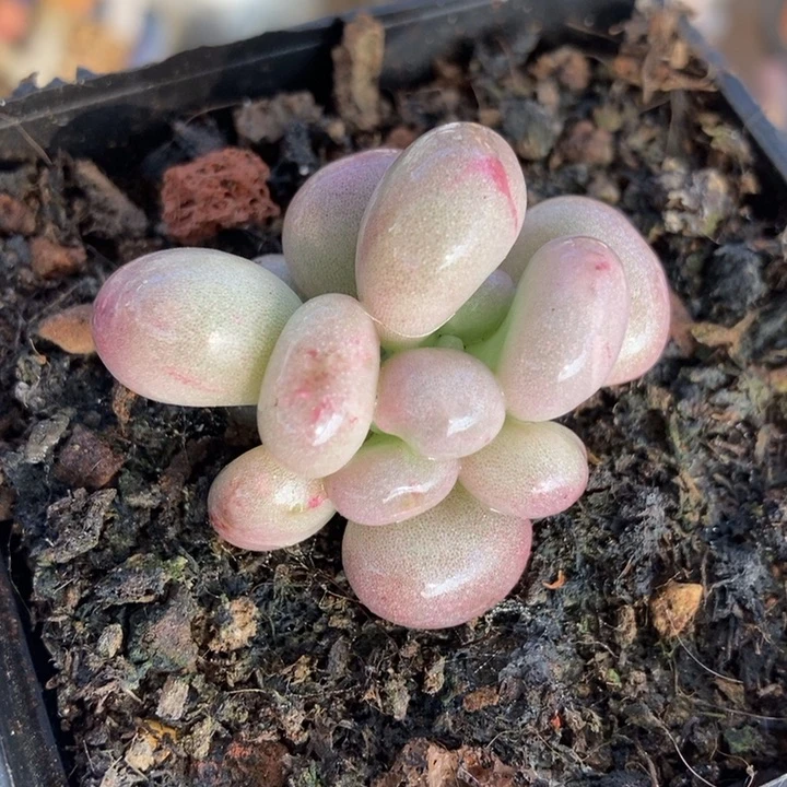 快**年油煎丸子多肉植物