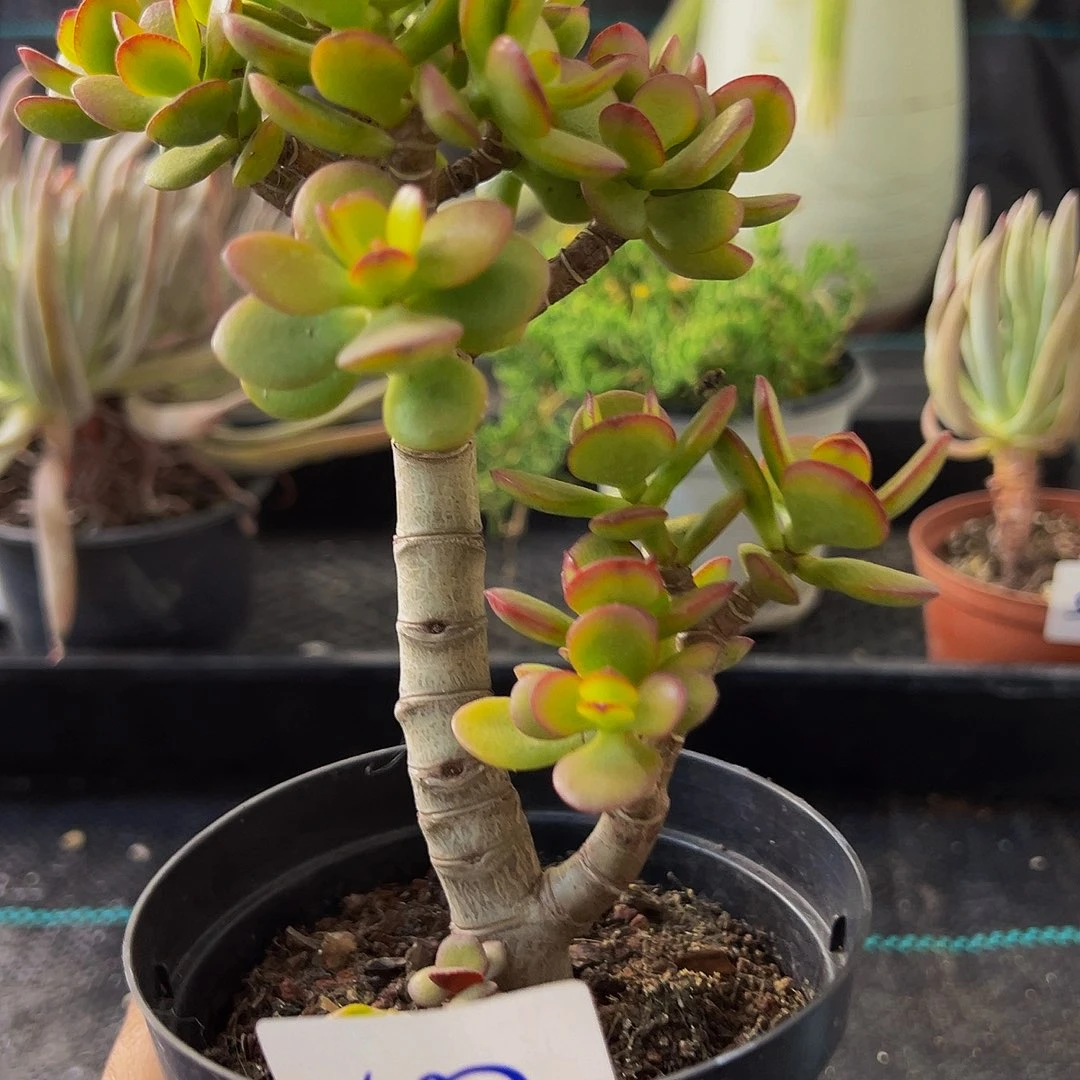 502，带盆带土发货