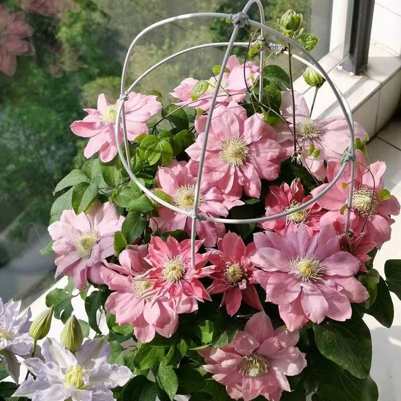 小美人鱼 中苗 二类 轻剪