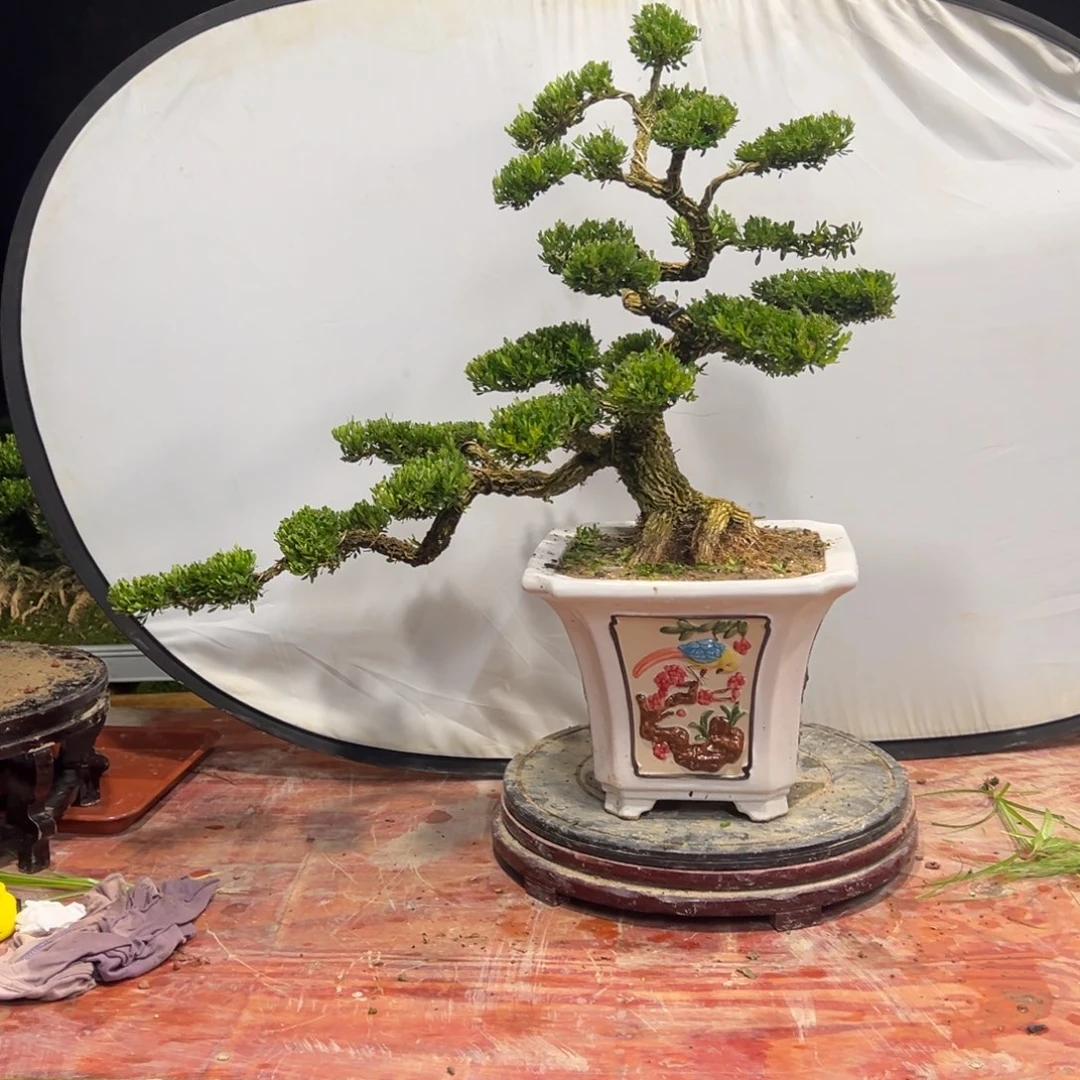 无花朵广东皱皮雀舌黄杨