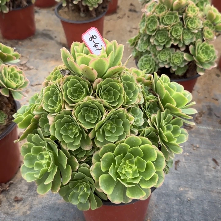 8-47新尼亚不包售后