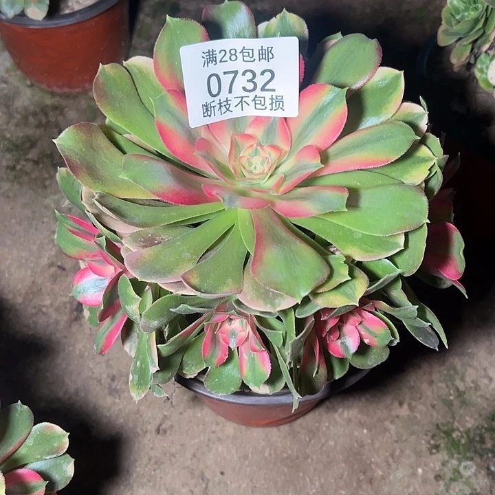 0732香妃多肉植物