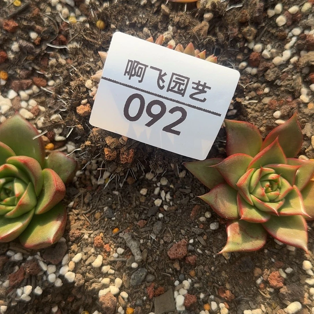 思***宝092多肉 不知名多肉
