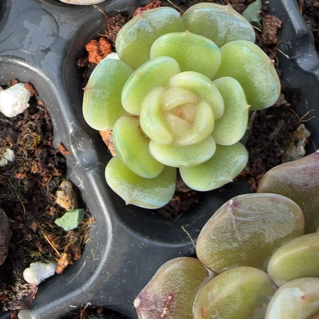 小卡拉米糖心一物一拍