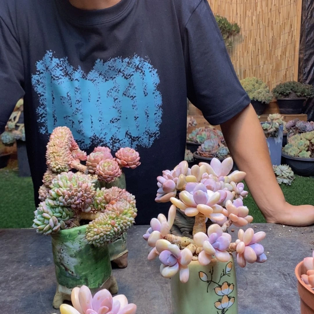 肉*97号粉兔多肉