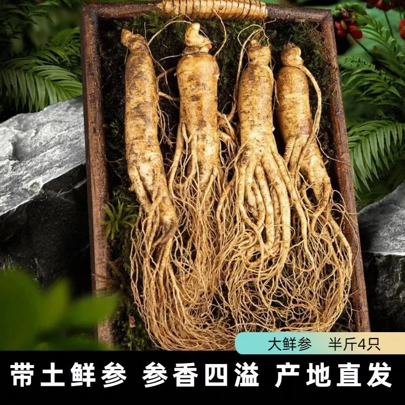 长白山过年福利大参送人送礼佳品
