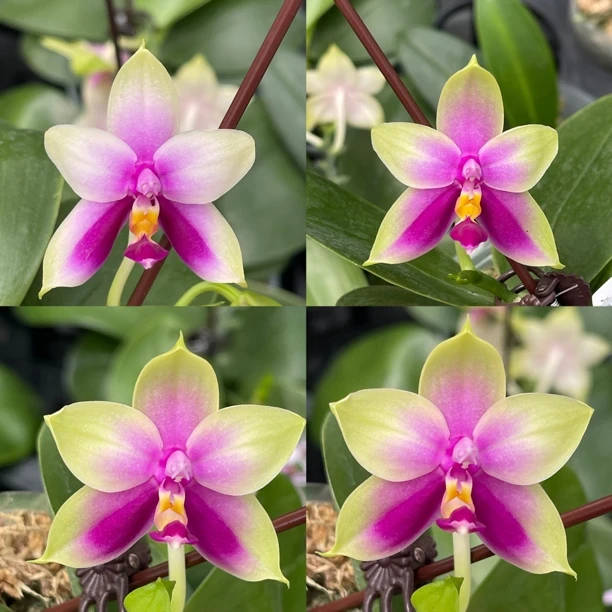 花农杰哥原生种珍奇类蝴蝶兰贝利娜（x sib）