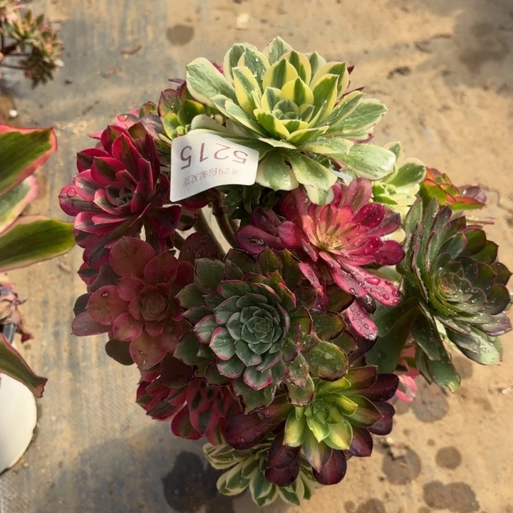 七彩树多肉法师5215