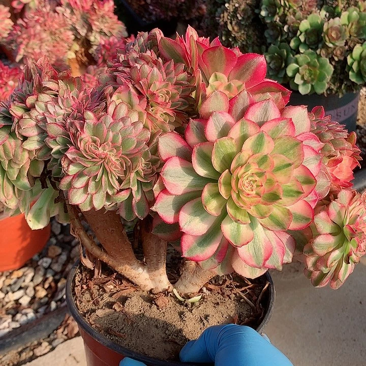 万白朵朵脱土发货