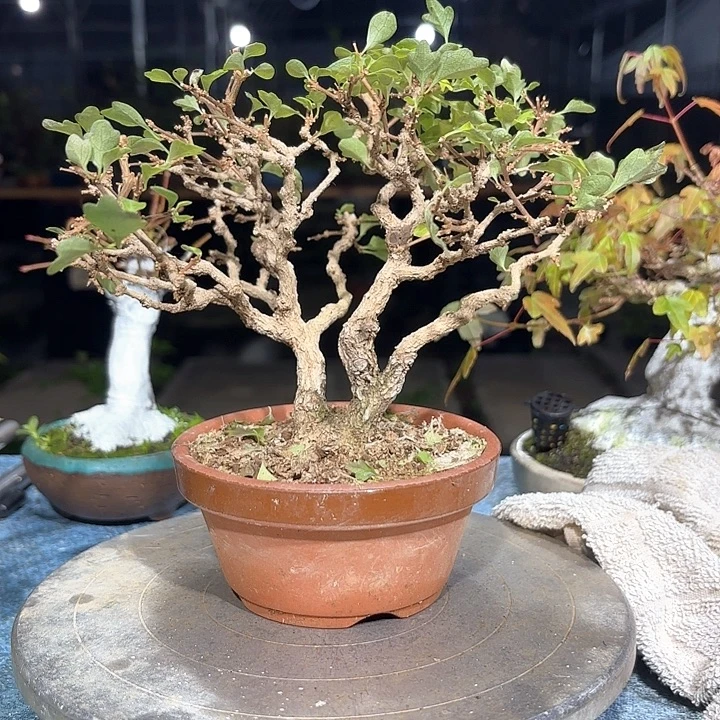 圈***哥无花朵香枫盆栽香枫