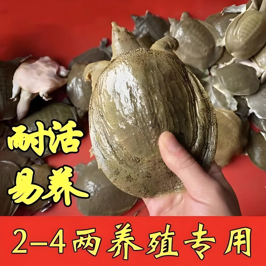 1到9俩外塘冷水中华鳖苗鲜活活体适合养殖鱼苗水库藕塘养殖