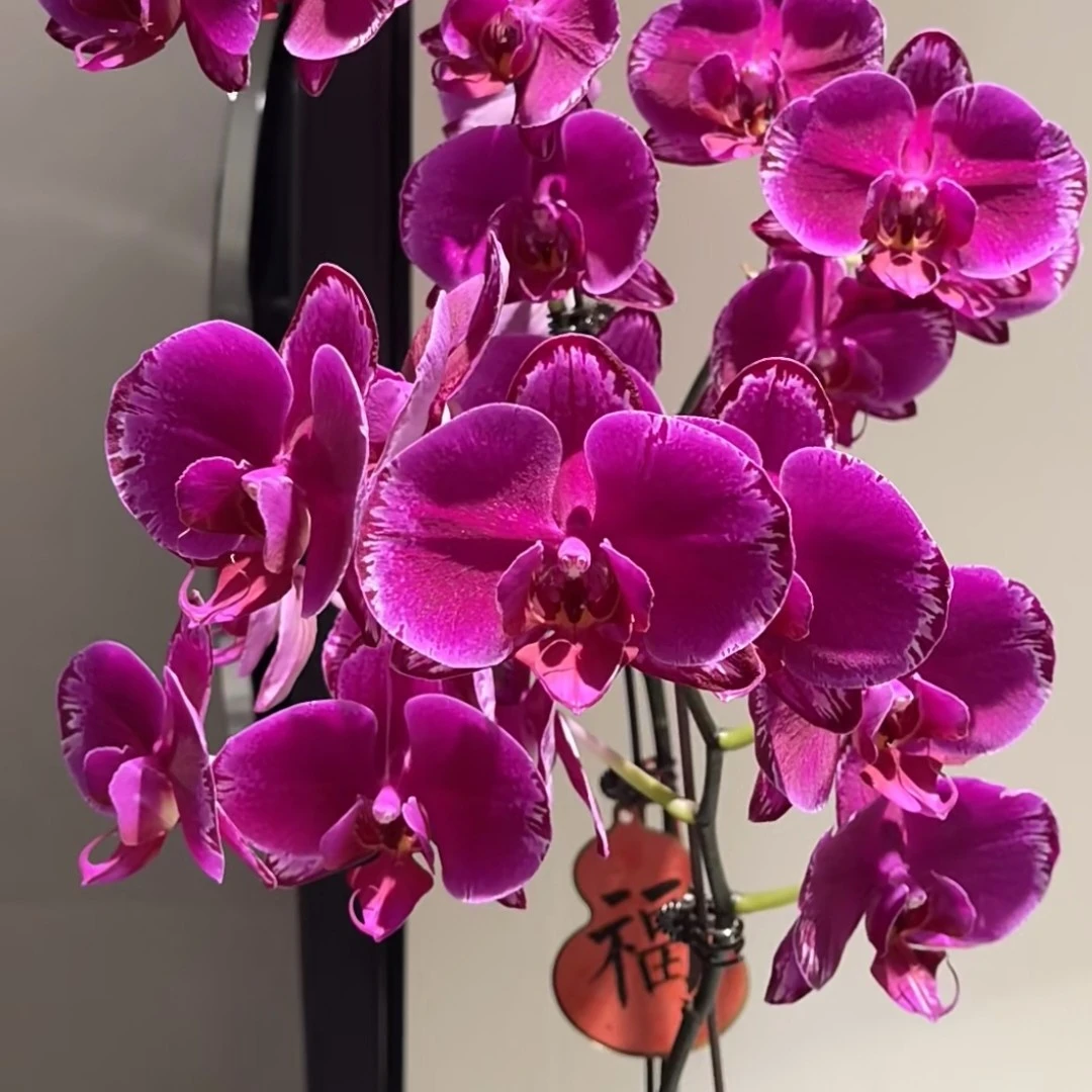 （双星光芒）蝴蝶兰3.0寸杯 双花剑返祖