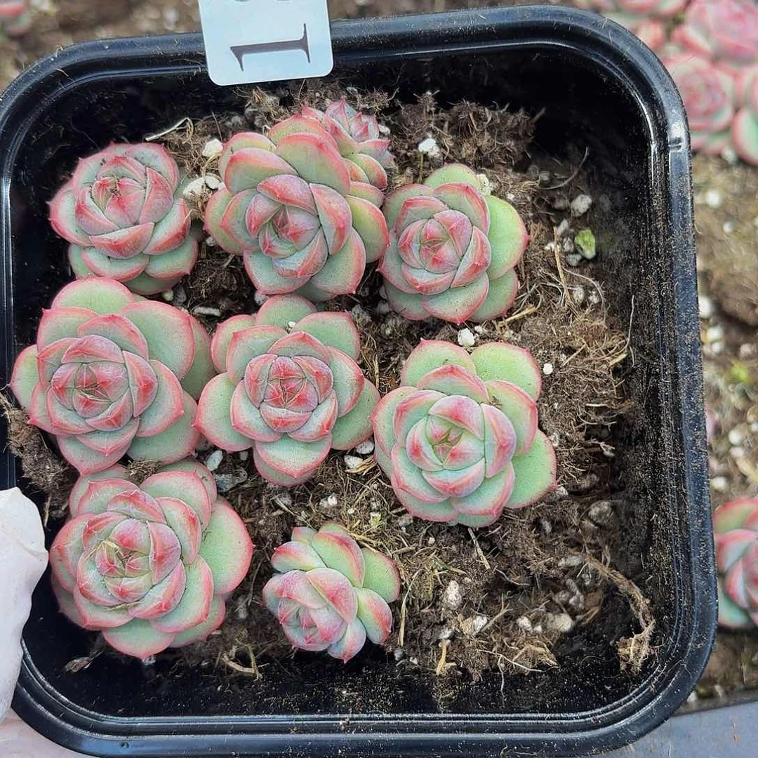 多肉植物多肉植物186