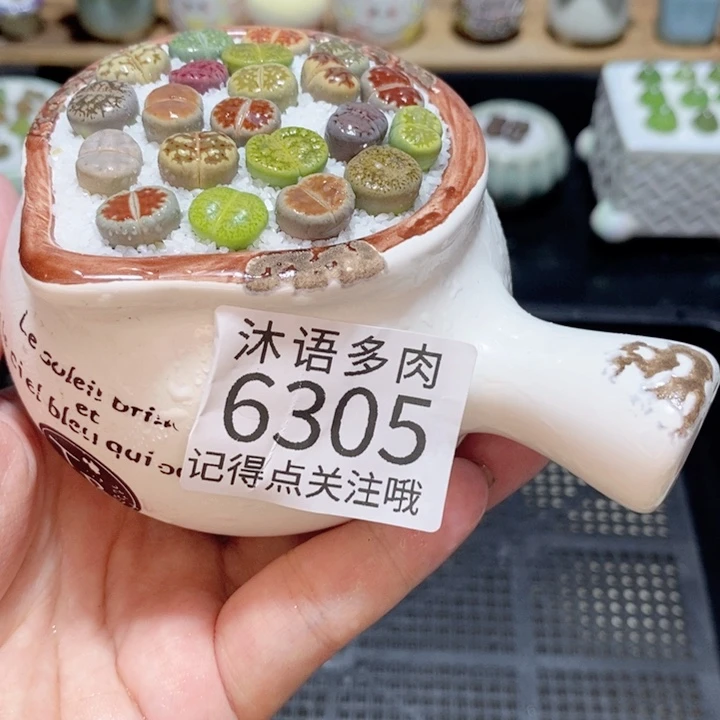 带盆土发货 精美盆栽6305