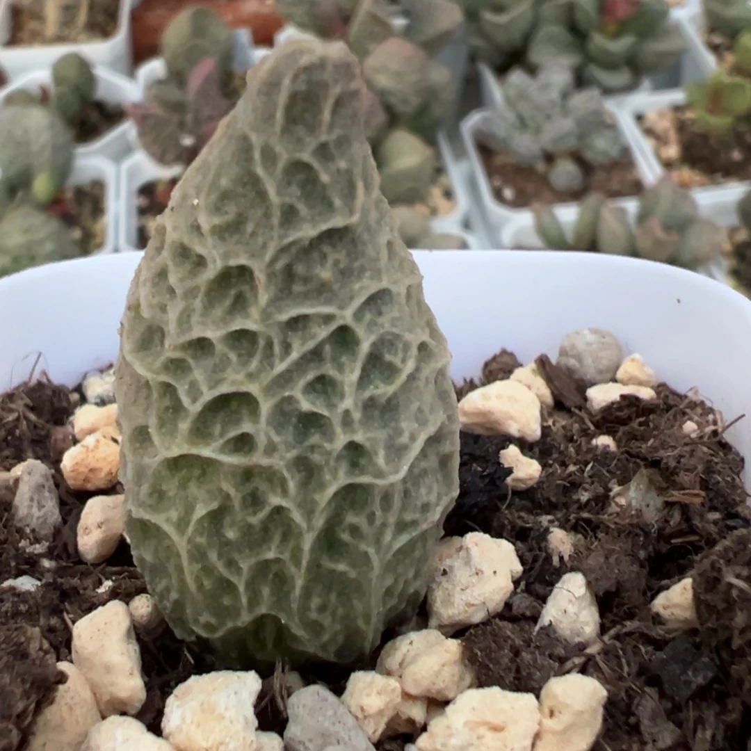 粉红冰激凌大苗多肉植物水泡