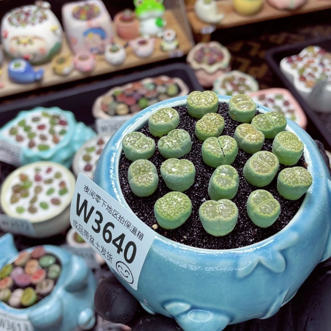 夜间零下地区拍保温箱w3640