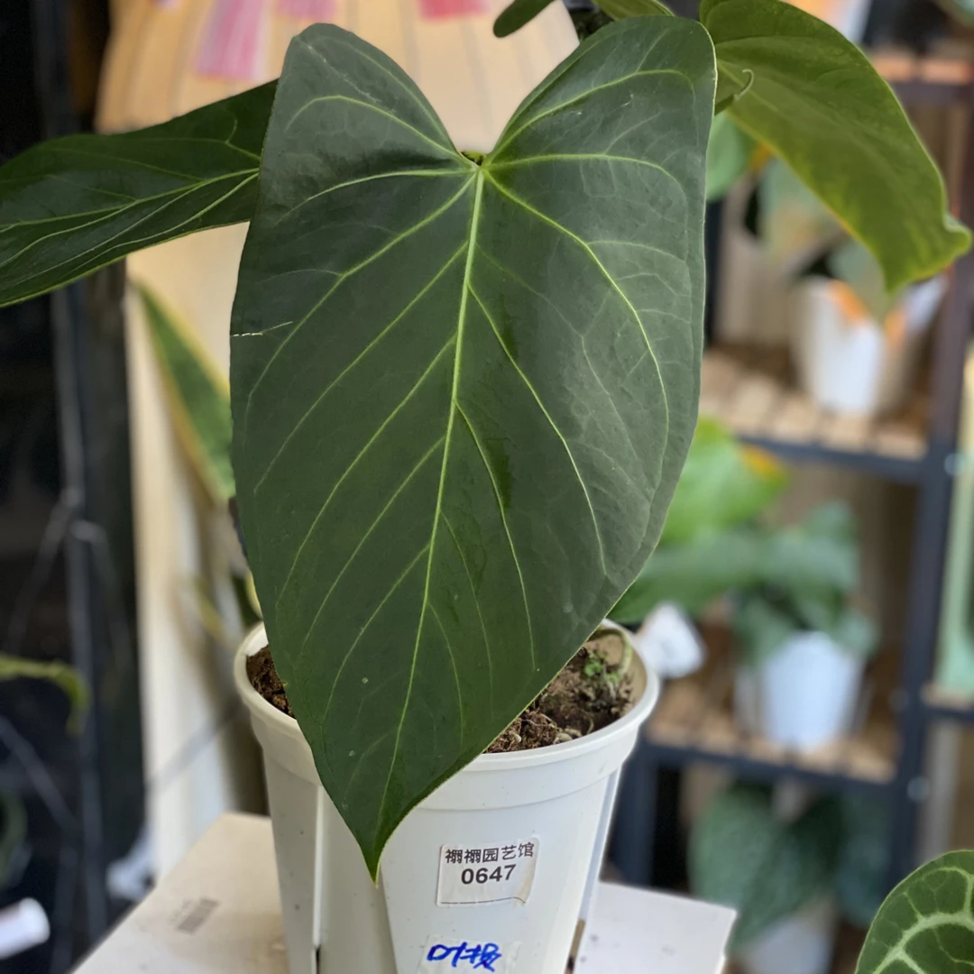 花烛福利捡漏：黑凤凰奢华帝王希尼亚银刷子红水晶，完美主义者勿拍