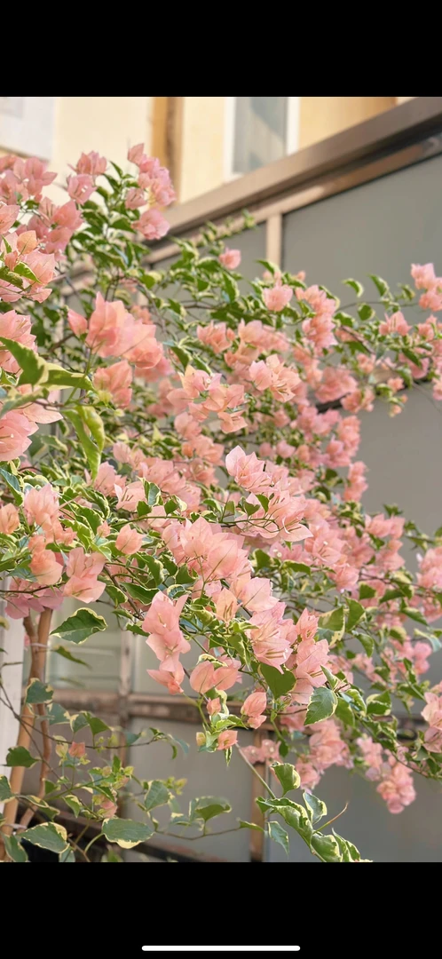 三角梅 袋苗 原生金边马斯 四季勤花 袋苗不包huo