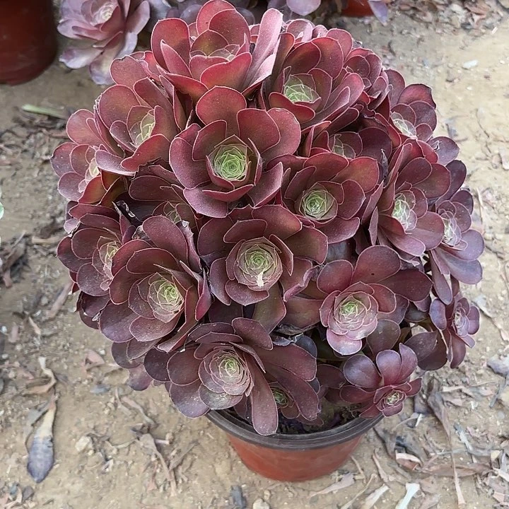 多肉植物魅金玫瑰22