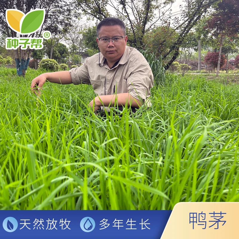 鸭茅草种子春秋雨季播种多年生耐践踏耐阴牛羊放牧牧草种子