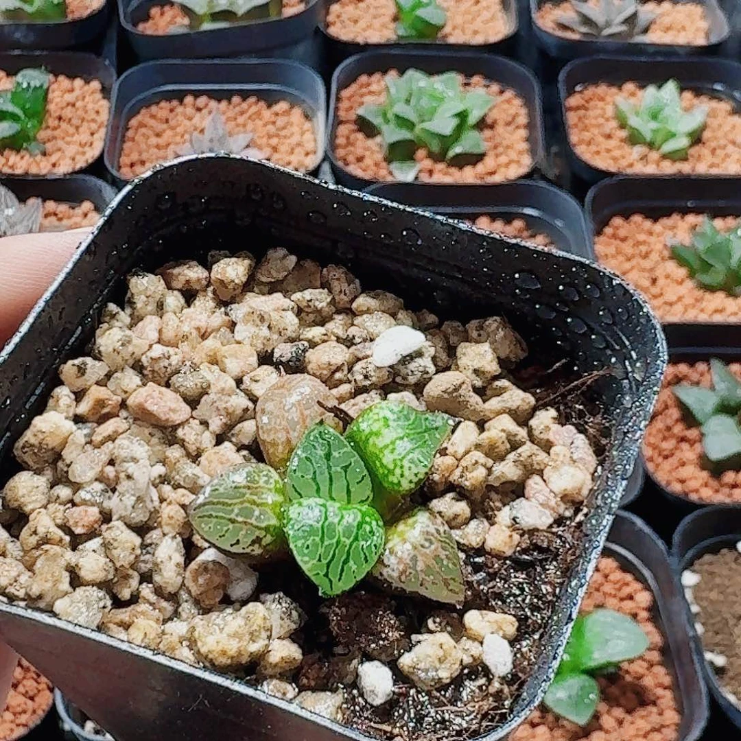 庄***庄十二卷 实生特选福利