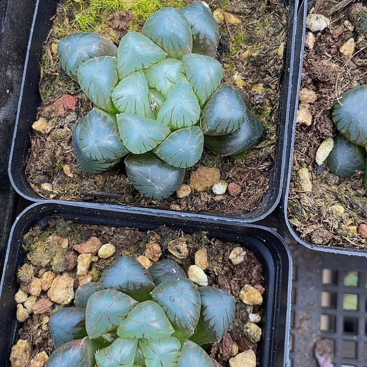 大冰灯玉露5.8带盆