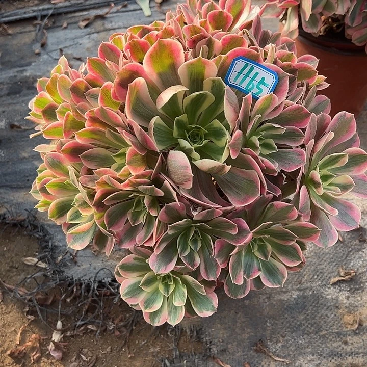 多肉植物女妖1165