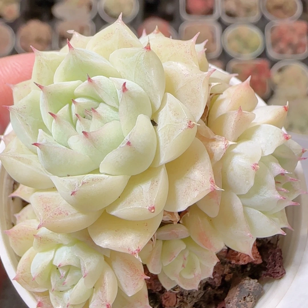 花语多肉1208-279散