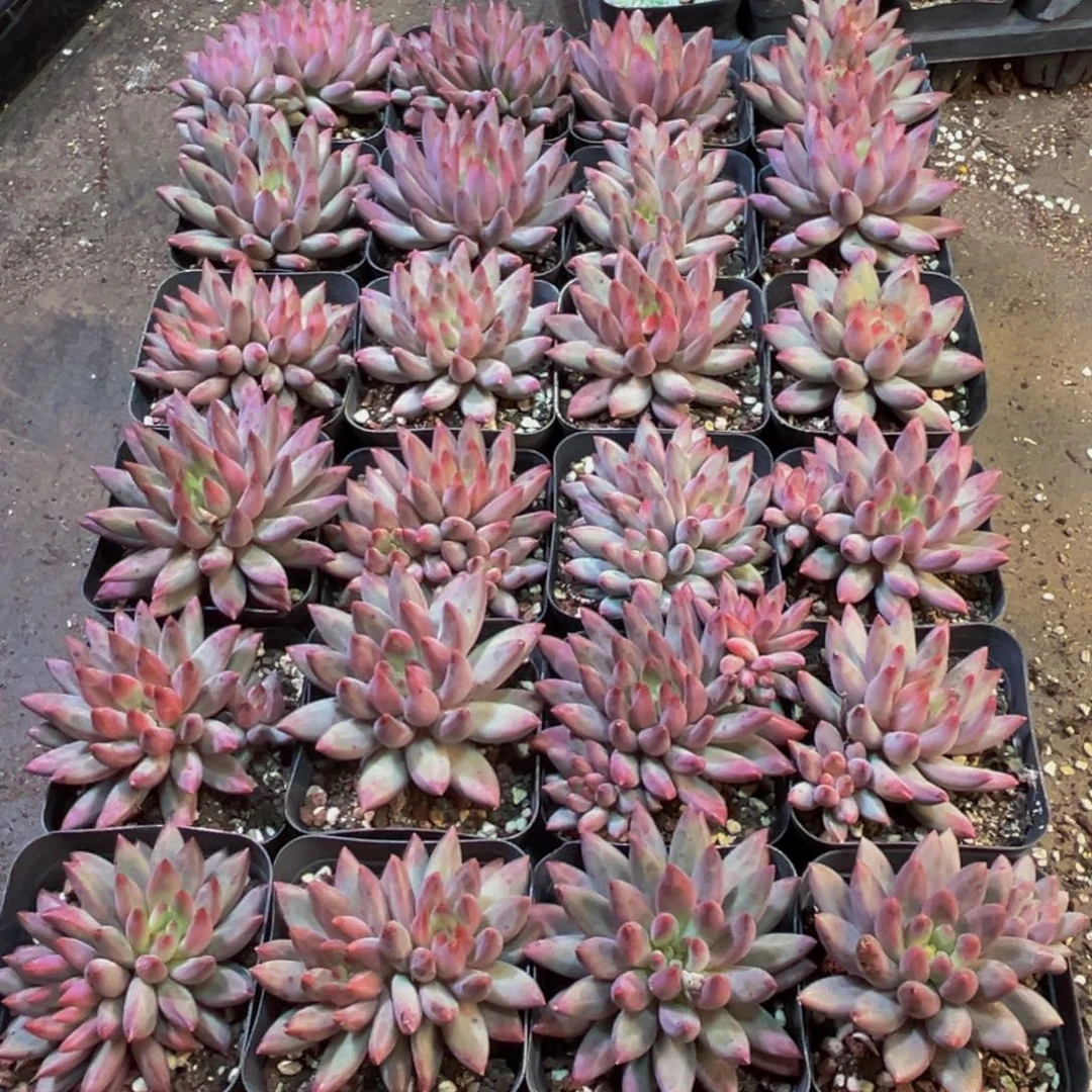 明***。629多肉植物和植物在这里繁衍