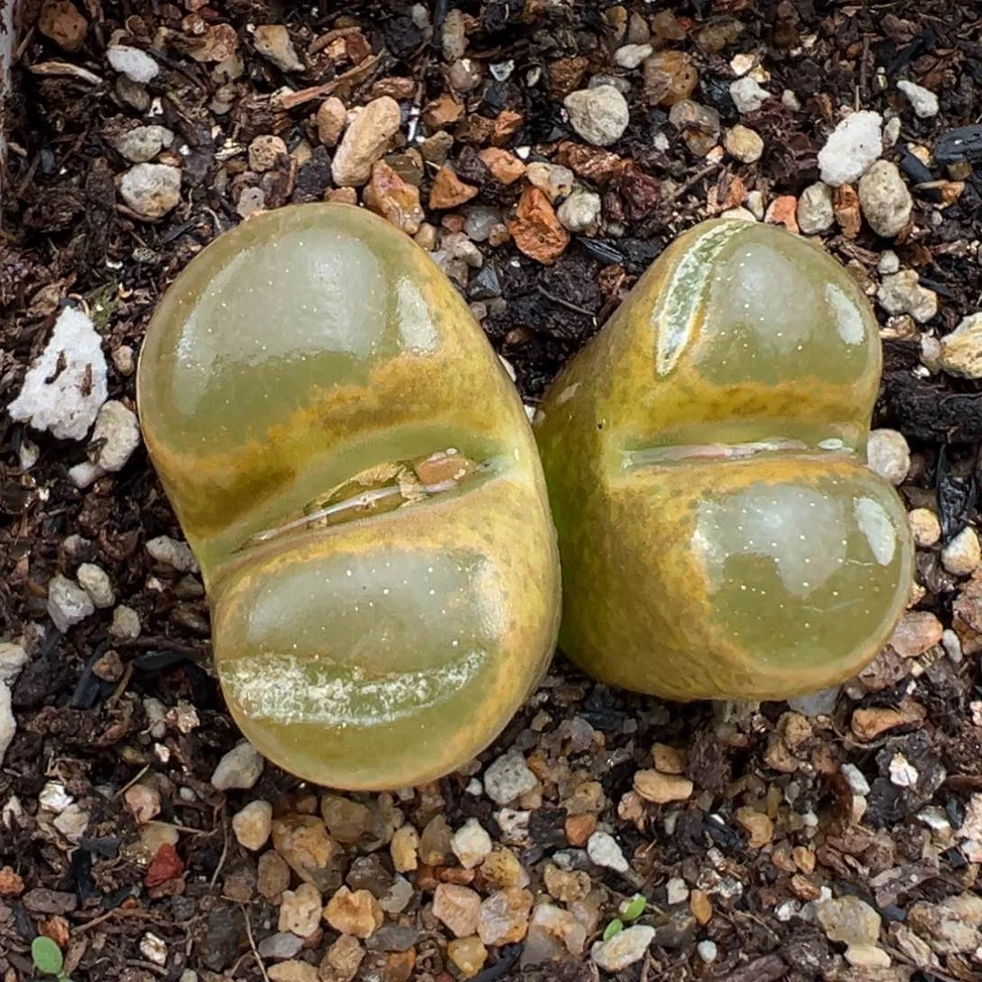 1.22好看的多肉199