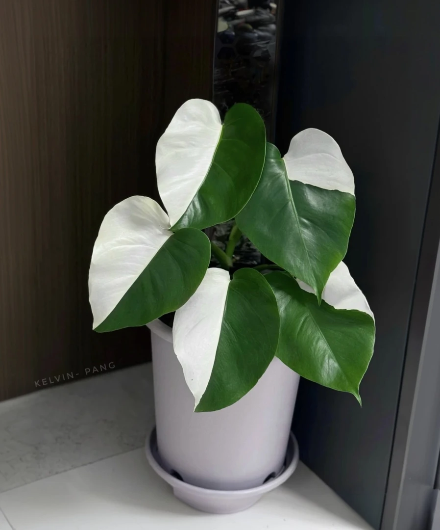 【热植甄选】北欧ins风天南星科锦化高端热带观叶植物B