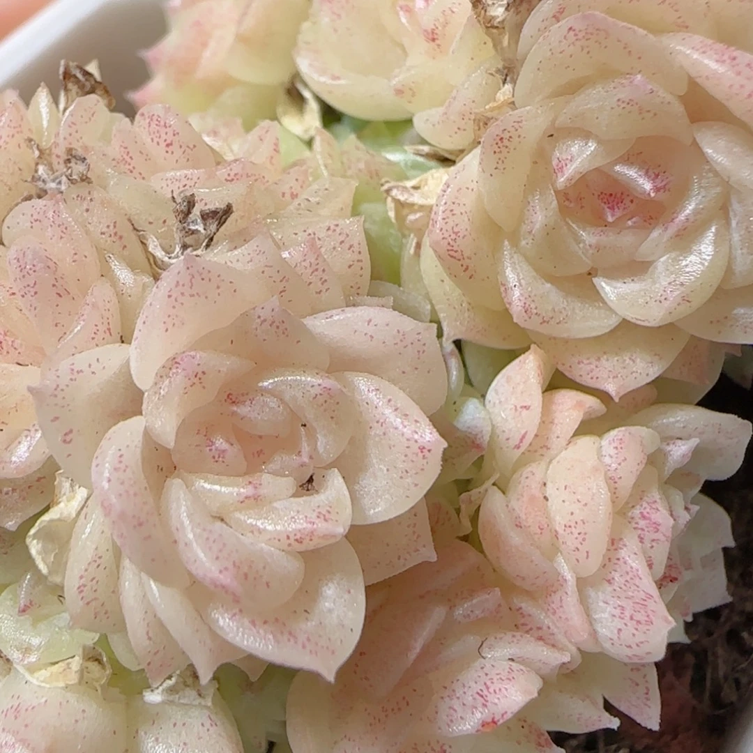 花语多肉1224-05开播福利散