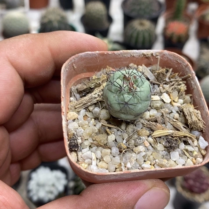 黑刺帝王丸特价福利