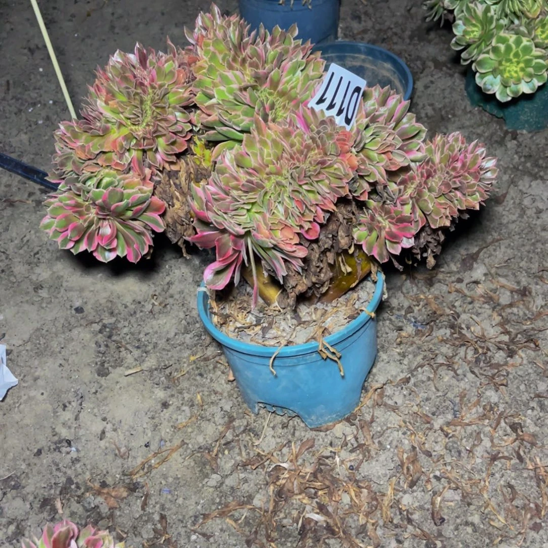 女郎法师16/////12包邮