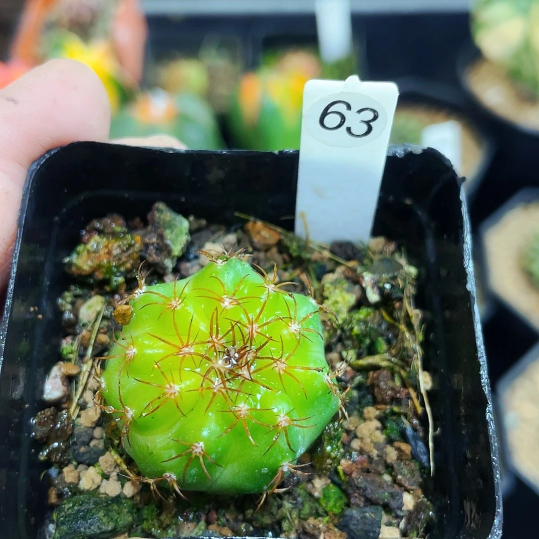 大*儿非偏远地区满25包邮仙人球