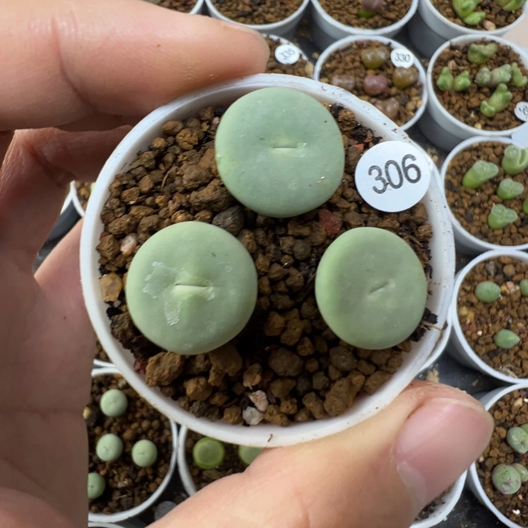 Sub嘴一颗脱土3060000