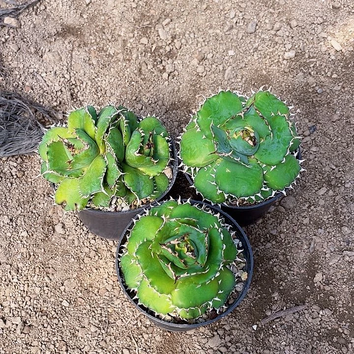 太***阳完全开放芭蕾三个