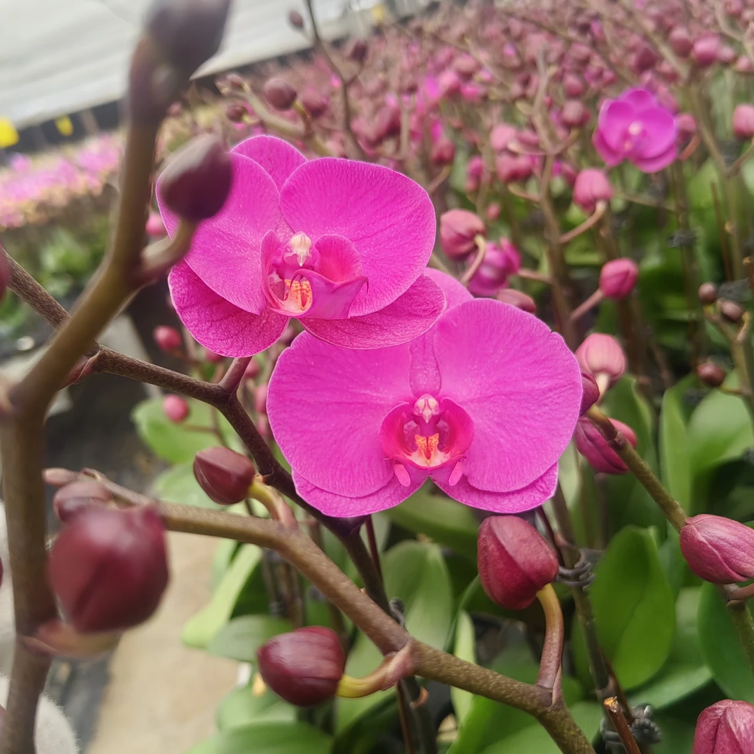 精选【蝴蝶兰 - 欢乐颂】美观趣味客厅蝴蝶兰盆栽