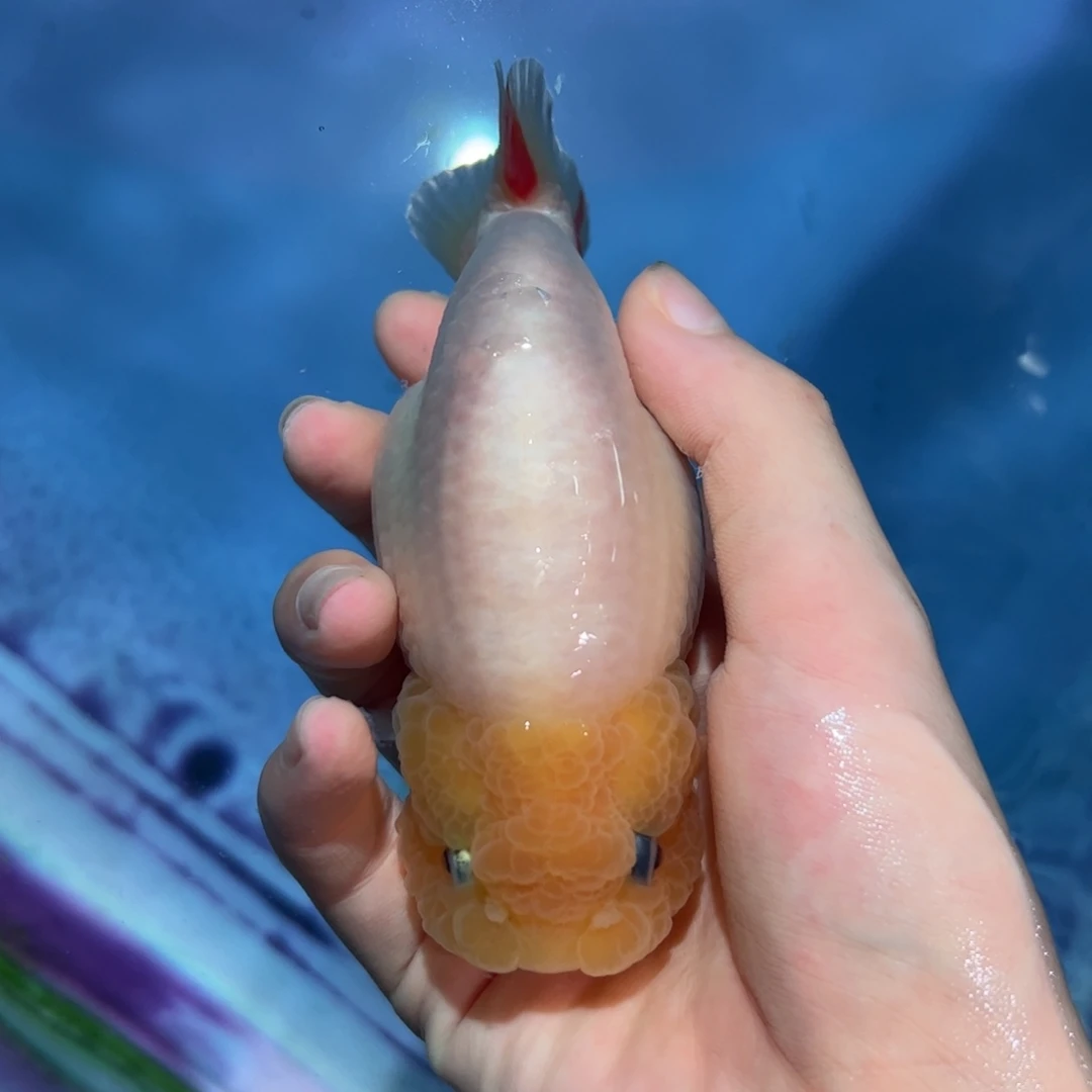 海水鱼买够三条顺丰包邮陆运