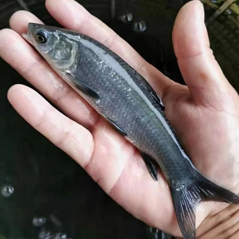 按斤称四川发货螺蛳青