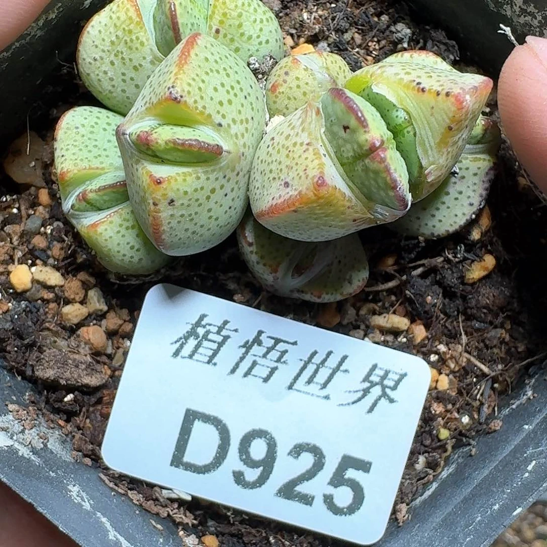 925号多肉植物哇f g
