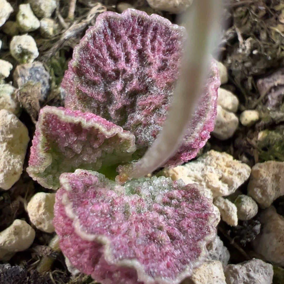 实生新品多肉植物水泡多肉植物