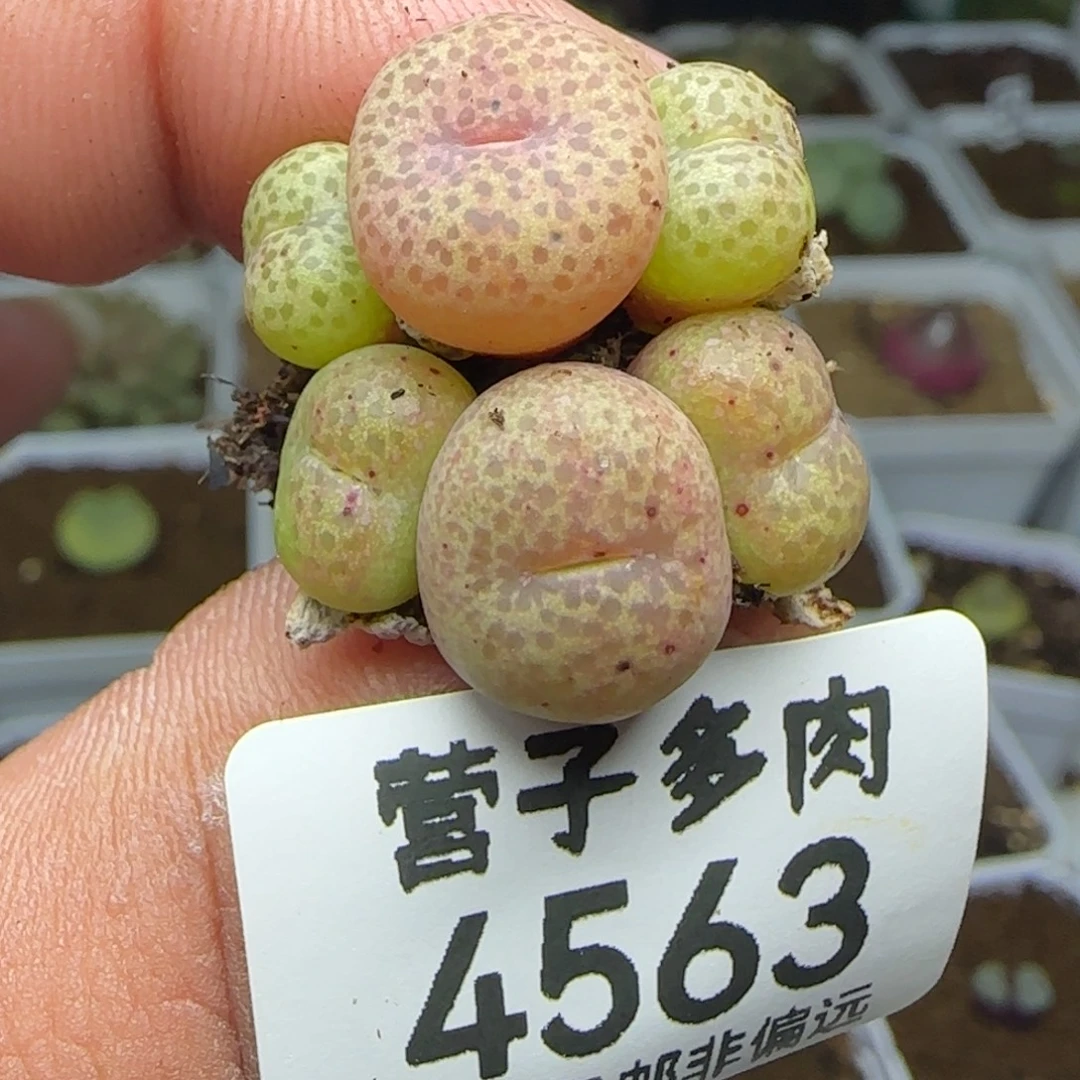 小金桔两颗3头。