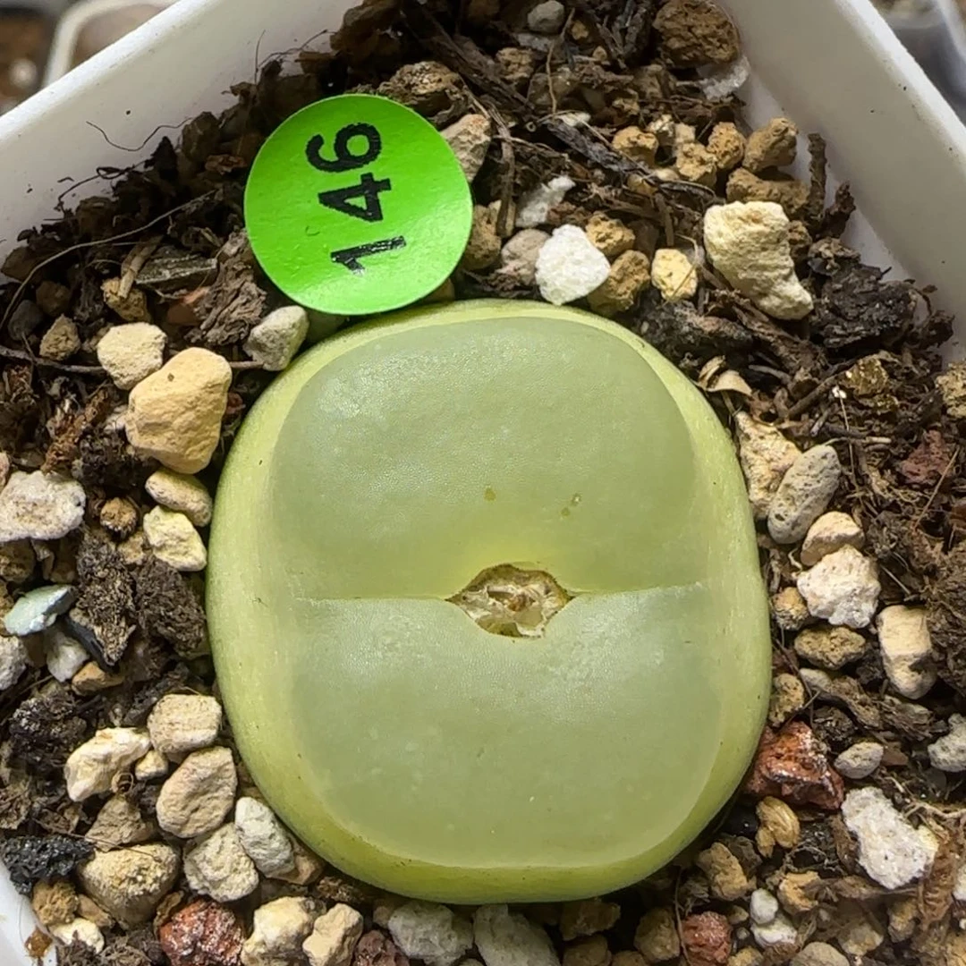 拉登2.68多肉植物146