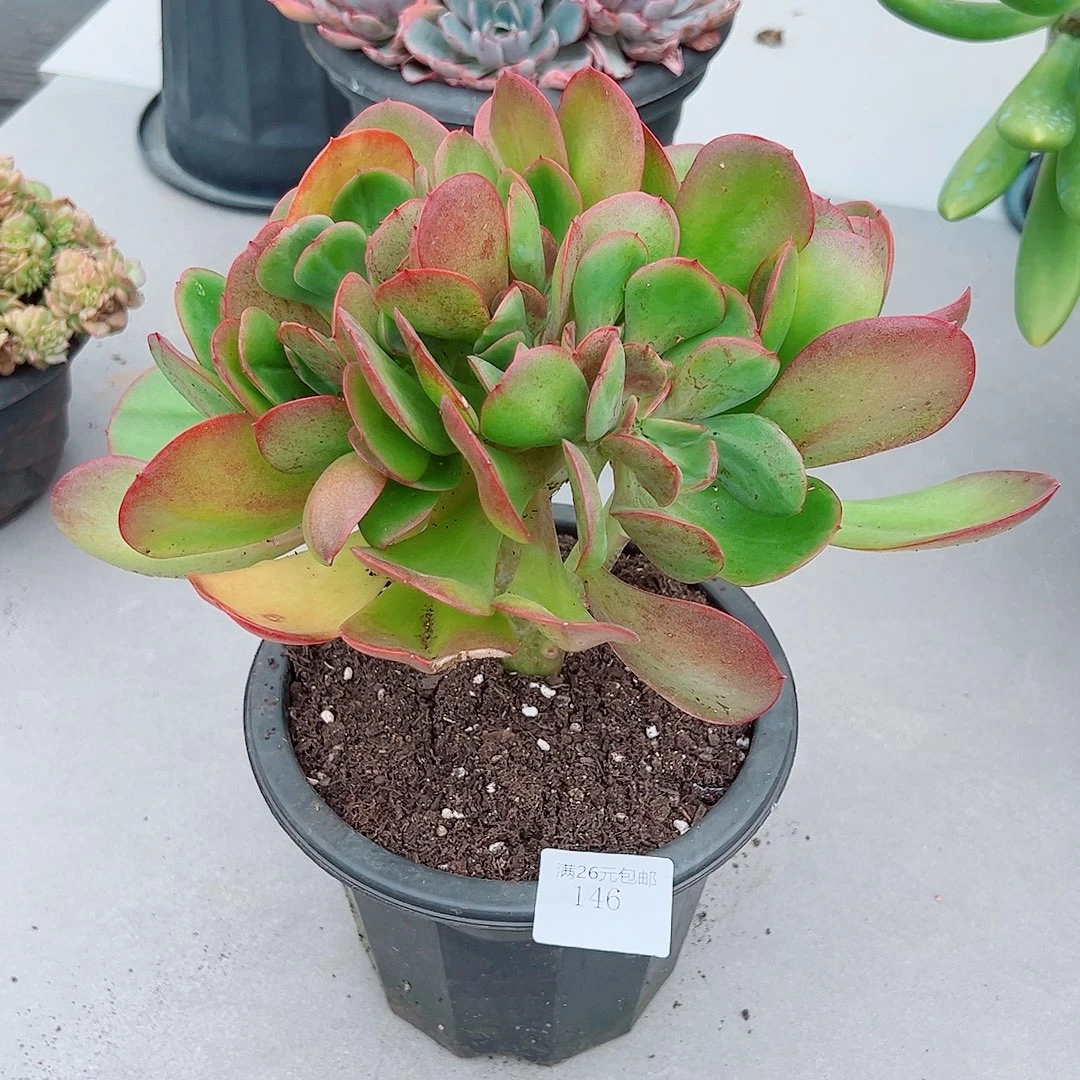 搁***忆146大唐玫瑰多肉植物多肉