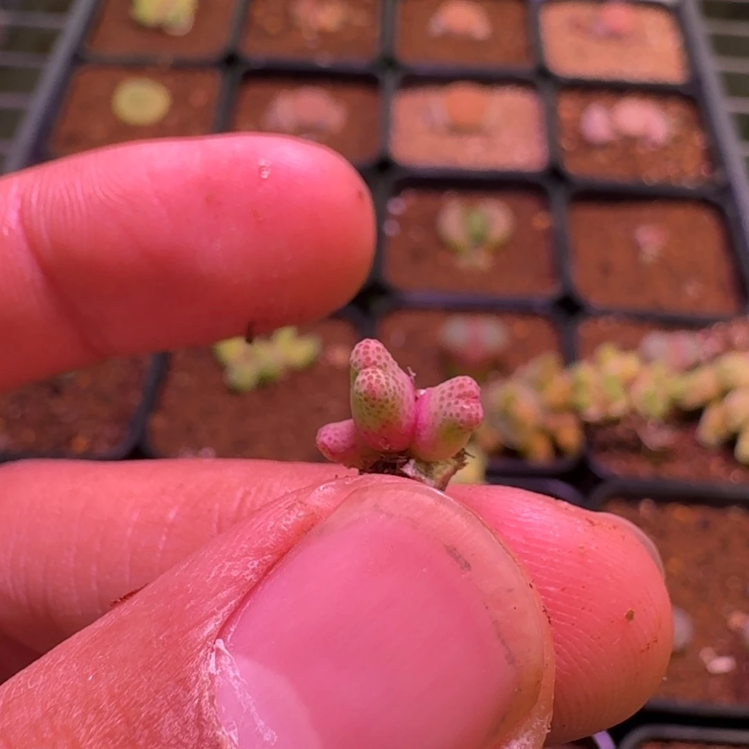 云缦精品番杏20.91抽奖