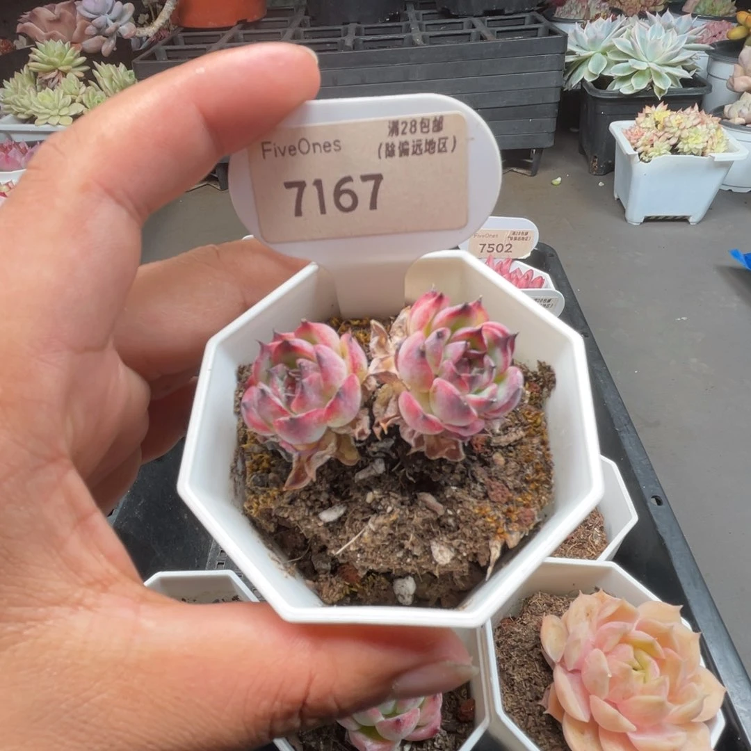 7167马赛尔4.0厘米