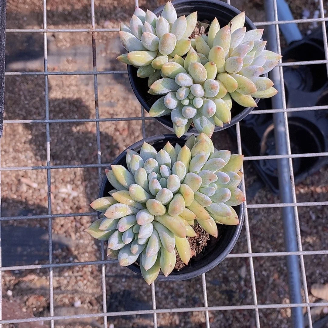 0703-28-所罗门群福利一颗量拍